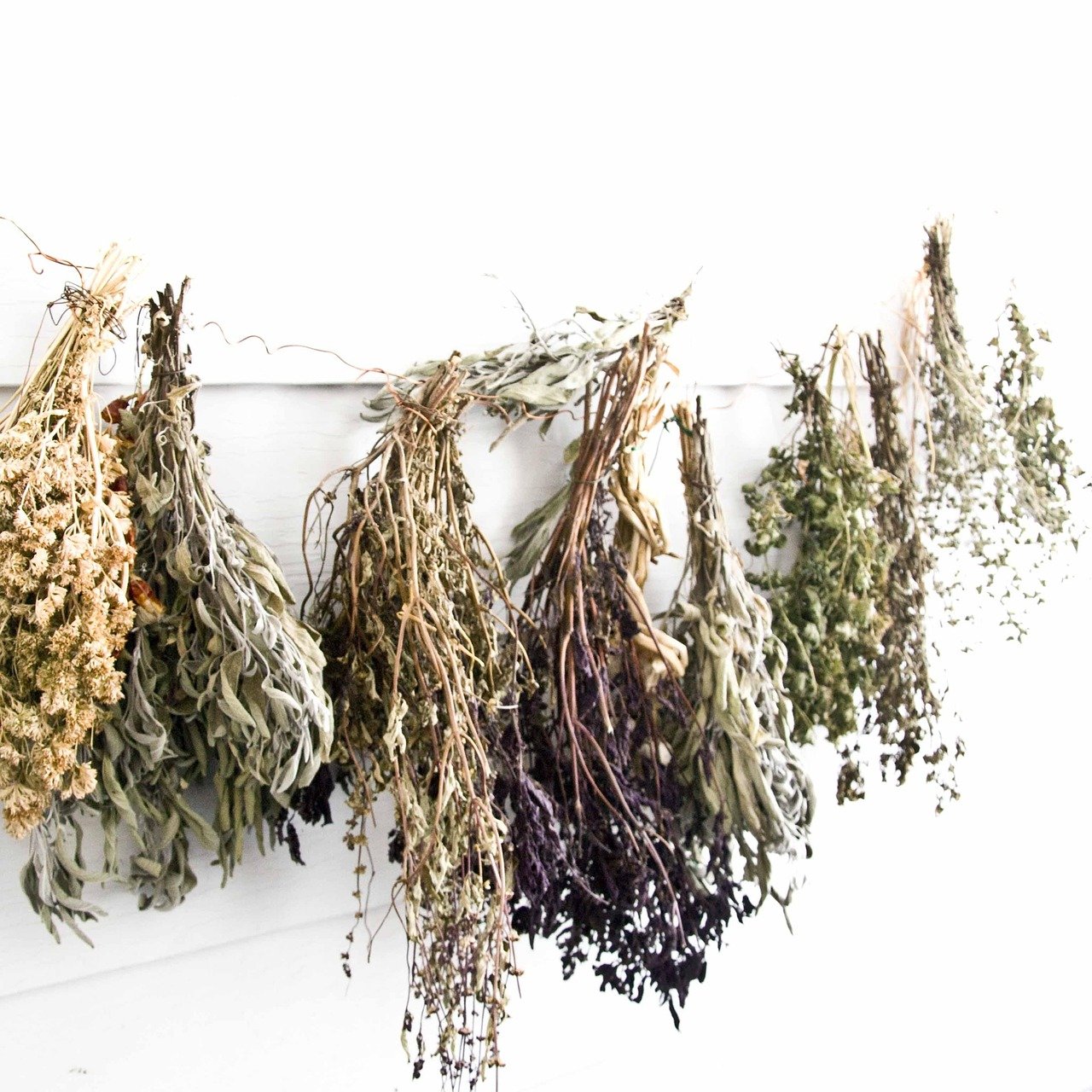 Lista de plantas medicinales y sus propiedades curativas